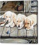 Tuckered Out Trio  Sold  Prints Available Acrylic Print