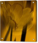 Tulip Abstract Acrylic Print