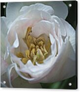 Tulip Blush Acrylic Print