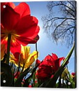 Tulips In Sunshine Acrylic Print