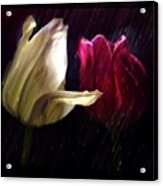 Tulips In The Rain Acrylic Print
