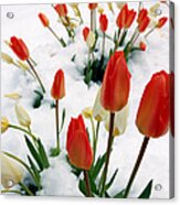 Tulips In The Snow Acrylic Print