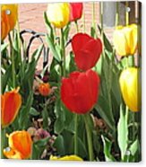 Tulips In The Sunshine Acrylic Print