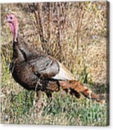 Turkey In The Straw Acrylic Print