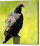 Turkey Vulture Acrylic Print