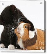 Tuxedo Kitten Hugging Guinea Pig Acrylic Print