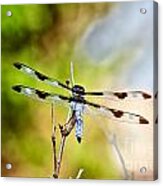 Twelve-spotted Skimmer Dragonfly 4 Acrylic Print