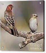Two Finches Acrylic Print