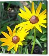 Two Susans Acrylic Print