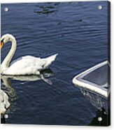 Two Swans A Swimming Acrylic Print