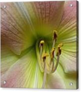 Up Close And Personal Beauty Acrylic Print