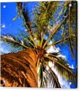 Up Skirt Palm Tree #hawaii #honolulu Acrylic Print