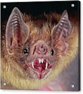 Vampire Bat Desmodus Rotundus Portrait Acrylic Print