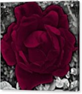 Vibrant Rose Acrylic Print