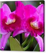 Vibrant Violet Orchids Acrylic Print