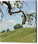 View From Under The Oak Acrylic Print