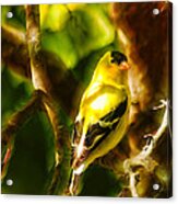 Visions Of A Male Goldfinch Acrylic Print