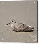 Waiting Willet Acrylic Print