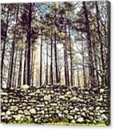 Wall And Forest In Cumbria Acrylic Print
