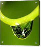 Water Droplet On Grapevine Acrylic Print