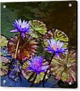 Water Lily Trio Acrylic Print