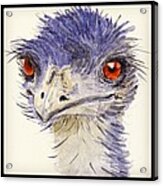 Watercolour Sketch Of Emu Acrylic Print