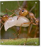 Weaver Ant Worker Pair With Larvae Acrylic Print
