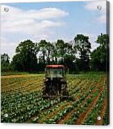 Weeding A Cabbage Field, Ireland Acrylic Print