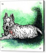 Westie With Soother Acrylic Print