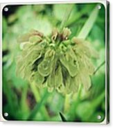 Wet Clover Flower Acrylic Print