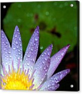 Wet Water Lily Acrylic Print