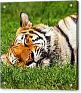 When Tigers Dream Acrylic Print