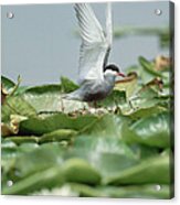 Whiskered Tern Chlidonias Hybridus Acrylic Print