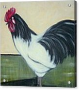 White and black rooster Acrylic Print