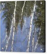 White Birch Trees Acrylic Print