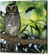 White-browed Hawk Owl Acrylic Print