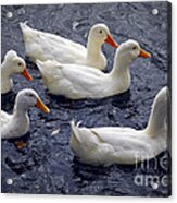 White Ducks Acrylic Print
