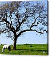 White Horse And Oak Acrylic Print