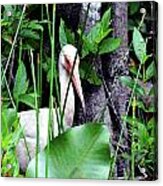 White Ibis At The Everglades Acrylic Print