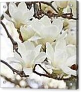 White Magnolias Acrylic Print