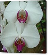 White Orchid Acrylic Print