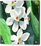 White Orchids Acrylic Print