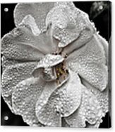 White Rose After Rain Acrylic Print