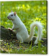 White Squirrel Acrylic Print