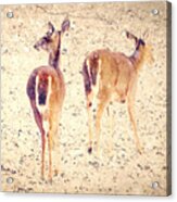 White Tails In The Snow Acrylic Print