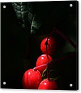 Wild Berries In Soft Light Acrylic Print