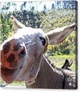 Wild Donkey Acrylic Print