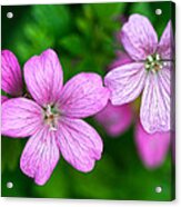 Wild Geranium Acrylic Print