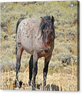 Wild Horses Wyoming - The Mare Ii Acrylic Print