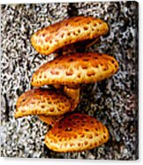 Wild Shiitake Mushrooms Acrylic Print